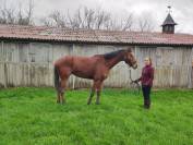 Jument Anglo 4 ans