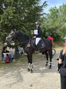 Poney D selle Fran&ccedil;ais 