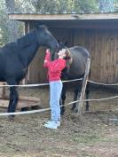 Poney D selle Fran&ccedil;ais 