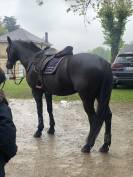 Poney D selle Fran&ccedil;ais 