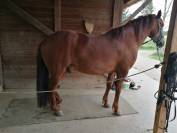 Av Hongre Ib&eacute;rique 12 ans pour bonne maison	