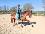 Av Hongre Ib&eacute;rique 12 ans pour bonne maison	