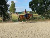 Av Hongre Ib&eacute;rique 12 ans pour bonne maison	