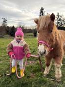 Poney pour compagnie 