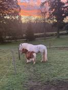 Poney pour compagnie 