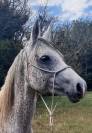 MAGNIFIQUE JUMENT PUR SANG ARABE GRISE TRUITEE 18 ans