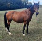 MAGNIFIQUE JUMENT PUR SANG ARABE BAIE 2* Endurance