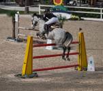 Entire Selle Fran&ccedil;ais For sale 2017 Grey