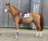 Etalon SF 4 ans par Armitages Boy