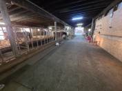 Stabulation libre pour chevaux 