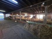 Stabulation libre pour chevaux 