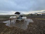 Stabulation libre pour chevaux 