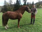 Saillie par magnifique &eacute;talon Franches-Montagnes