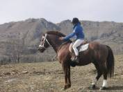 Saillie par magnifique &eacute;talon Franches-Montagnes