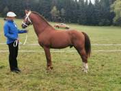 Saillie par magnifique &eacute;talon Franches-Montagnes