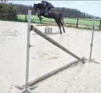 Grand Hongre 4 ans mini 130