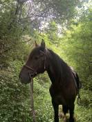 Lusitanien CSO/Dressage VENTE OU DP 