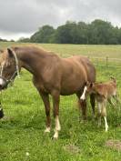 Poulini&egrave;re top origines