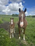 Poulini&egrave;re top origines
