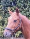 Hongre 4ans 