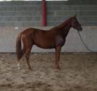 Cheval OC 5 ans