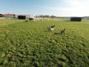 pension chevaux familliale