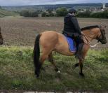 Henson - hongre, 9 ans. 