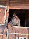 Cheval OC