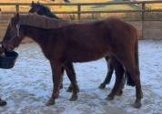 PONEY B - 1m27 - 5 ans 