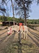 Hongre Arabe A vendre 2017 Gris par TAPETE