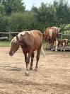 Jeune cheval loisir