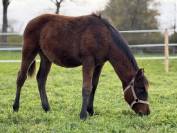 Poulain de 2025.  OC DSA