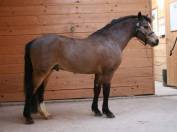 M&acirc;le 8 mois PFS