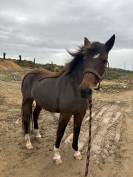 Jument 18 ans 