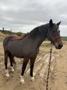 Jument 18 ans 