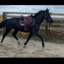 7 ans diamant de semilly