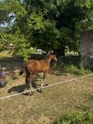 Pouliche n&eacute;gus de Talma 