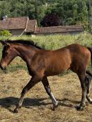 Pouliche n&eacute;gus de Talma 