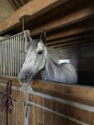 &Agrave; vendre top jument de CSO 