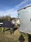 &Agrave; vendre top jument de CSO 