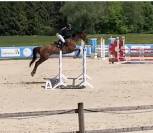 Jument de sport de 6ans 