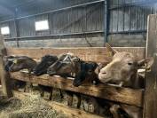 Exploitation Ovin/ Caprin 20 hectares