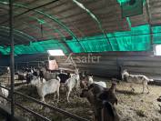 Exploitation Ovin/ Caprin 20 hectares