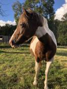 Ponette d&rsquo;1m39 a vendre 2500&euro; n&eacute;gociable 