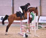 Giumenta, 5 anni, sella italiana