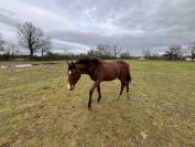 &Agrave; vendre poulain de 2025 SF par Falko de Hus