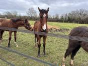 &Agrave; vendre poulain de 2025 SF par Falko de Hus