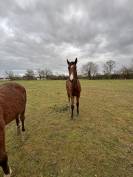 &Agrave; vendre poulain de 2025 SF par Falko de Hus