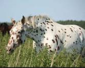 Cheval &agrave; vendre 