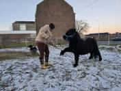 Shetland noir 6ans 85cm